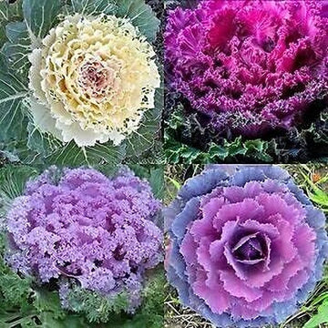 mehrfarbig Brassica Oleracea Blumensamen zur Aussaat Drought verträglich Traditionssorte & ohne Gentechnik Samen Hausgarten