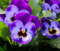Deepblue Stiefmütterchen Blumensamen zur Aussaat – duftend Blüten – Traditionssorte & ohne Gentechnik Samen Hausgarten
