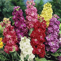 Levkoje Incana mehrfarbige Blumensamen zur Aussaat – leuchtend – Traditionssorte & ohne Gentechnik Samen Hausgarten