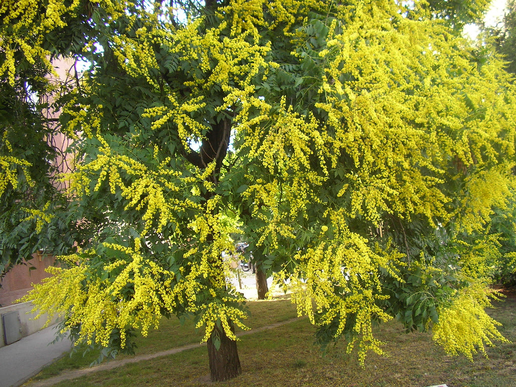 Koelreuteria Baum Blumensamen zur Aussaat Wildblume Mischung Traditionssorte & ohne Gentechnik Samen Hausgarten