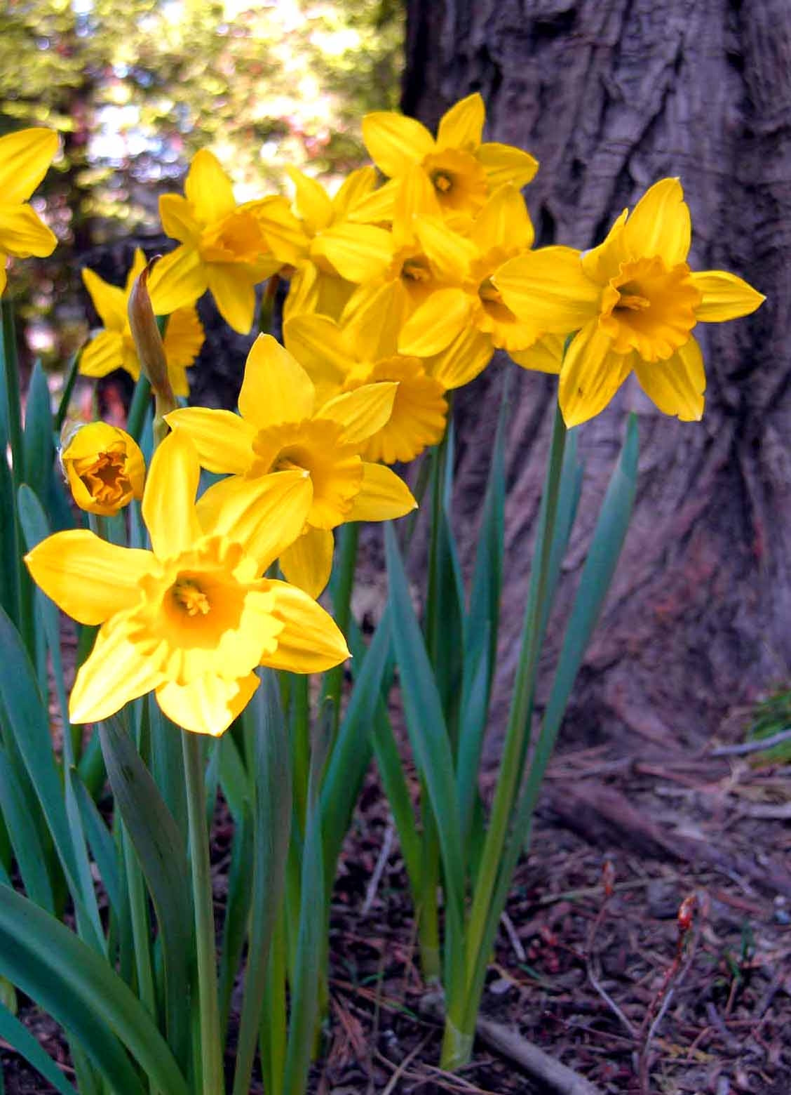 Heirloom (heirloom daffodil) samen for anpflanzung in home garten