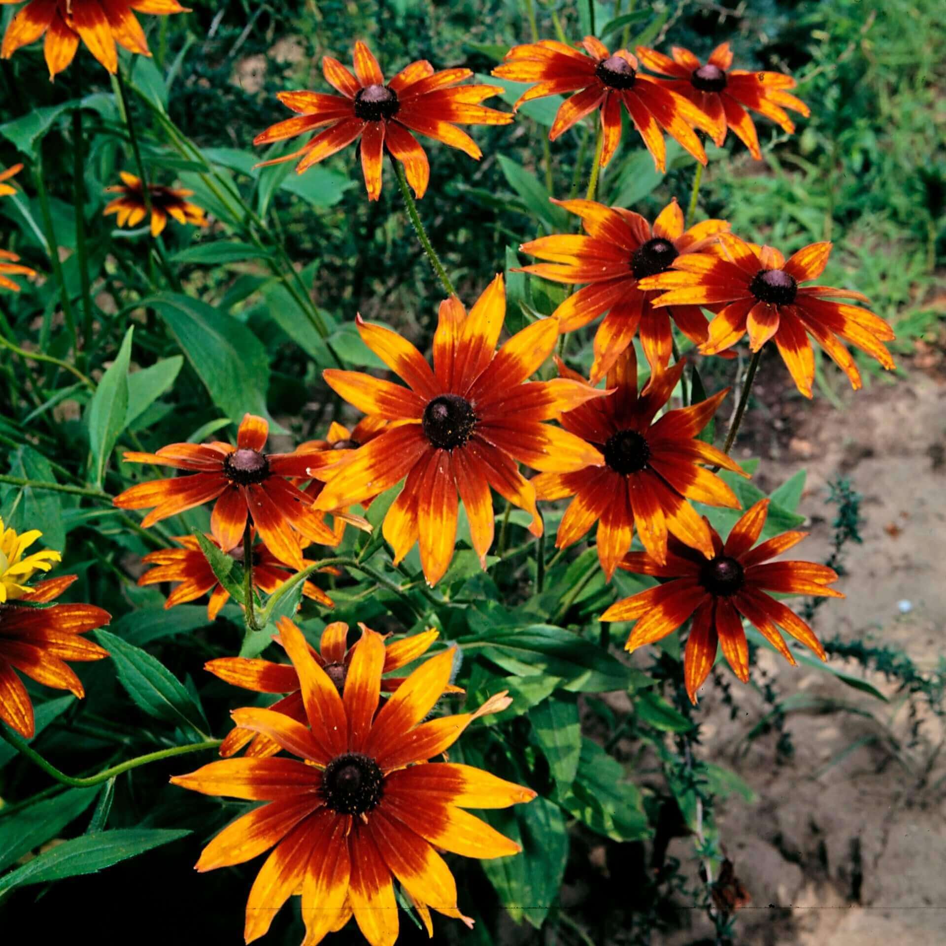 Chocolate Orange Sonnenhut Blumensamen zur Aussaat kompakt Wuchs Traditionssorte & ohne Gentechnik Samen Hausgarten