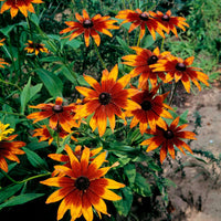 Chocolate Orange Sonnenhut Blumensamen zur Aussaat kompakt Wuchs Traditionssorte & ohne Gentechnik Samen Hausgarten