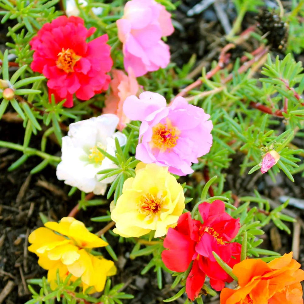 Moss Rose Mischung Blumensamen für eine farbenfrohe Aussaat