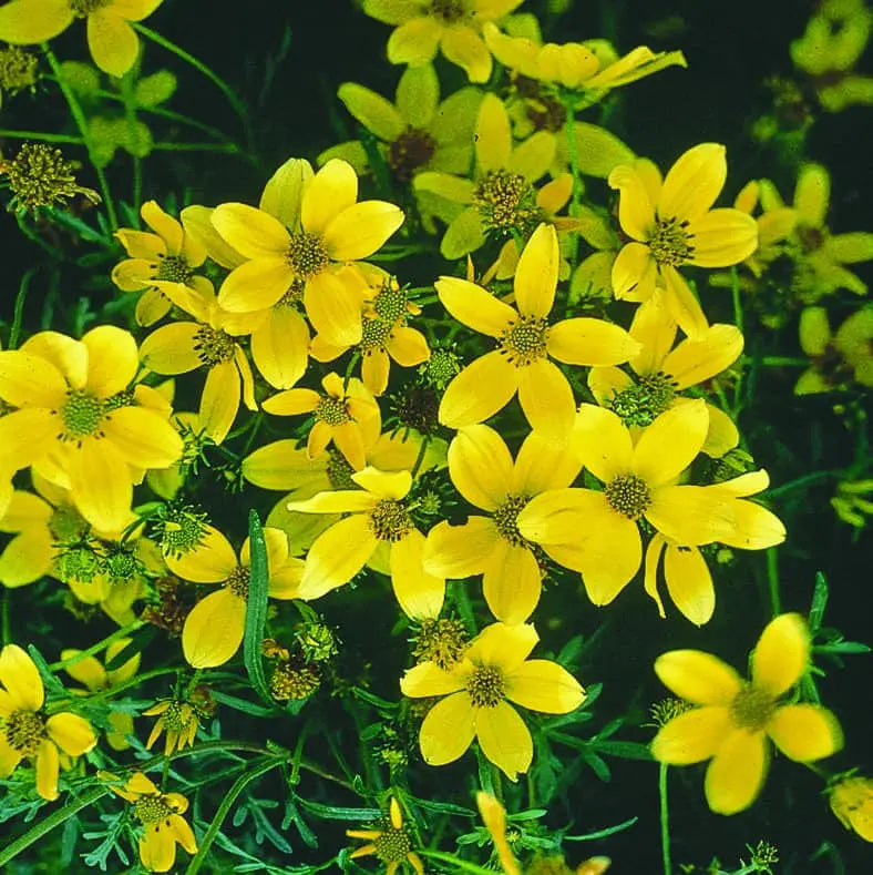 Bidens Golden Eye Blumensamen zur Aussaat robust Sorte Traditionssorte & ohne Gentechnik Samen Hausgarten