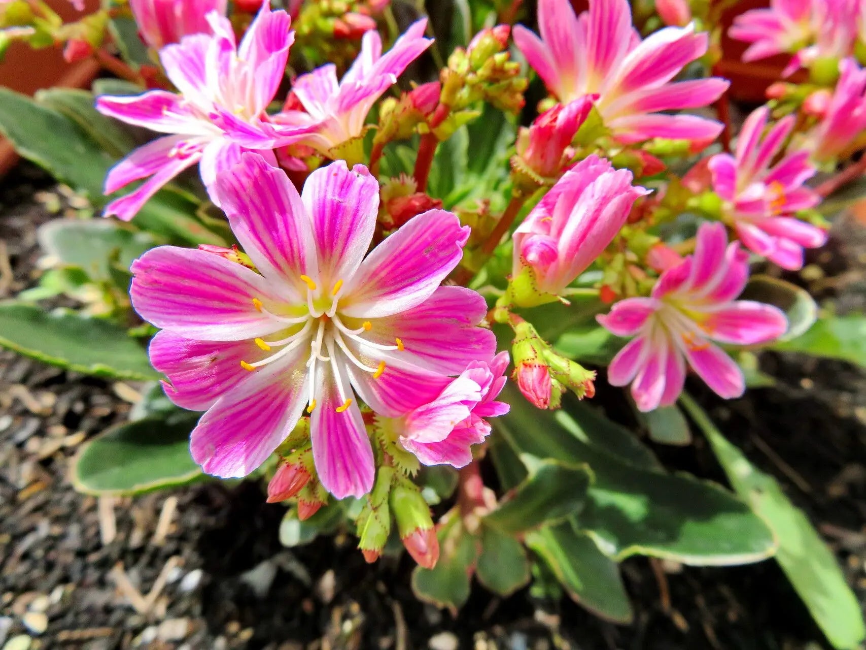 Lewisia Cotyledon Blumensamen zur Aussaat sonnenliebend Traditionssorte & ohne Gentechnik Samen Hausgarten
