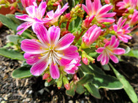 Lewisia Cotyledon Blumensamen zur Aussaat sonnenliebend Traditionssorte & ohne Gentechnik Samen Hausgarten