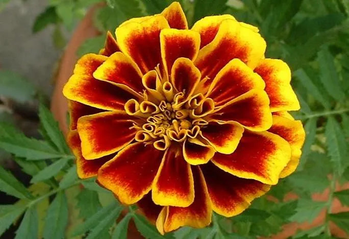 Marigolds Blumensamen zur Aussaat leuchtend Blüten Traditionssorte & ohne Gentechnik Samen Hausgarten