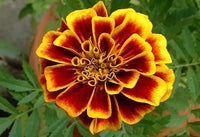 Marigolds Blumensamen zur Aussaat leuchtend Blüten Traditionssorte & ohne Gentechnik Samen Hausgarten