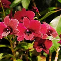 tief Rot Schmetterlingsorchidee Orchidee Blumensamen zur Aussaat hochwertige Qualitäts- Traditionssorte & ohne Gentechnik Samen Hausgarten