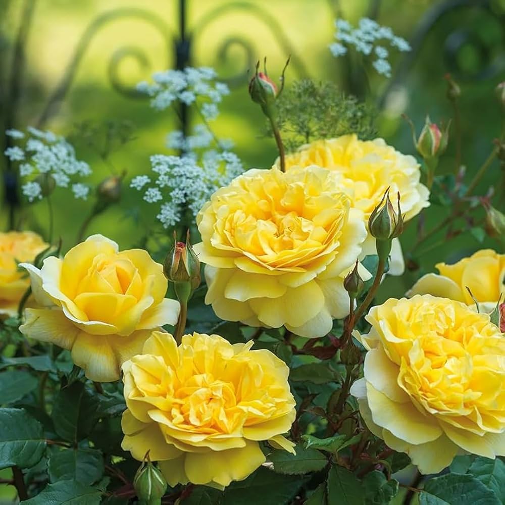 tief Gelb Rose Blumensamen zur Aussaat – Schnitt Blume beliebt – Traditionssorte & ohne Gentechnik Samen Hausgarten
