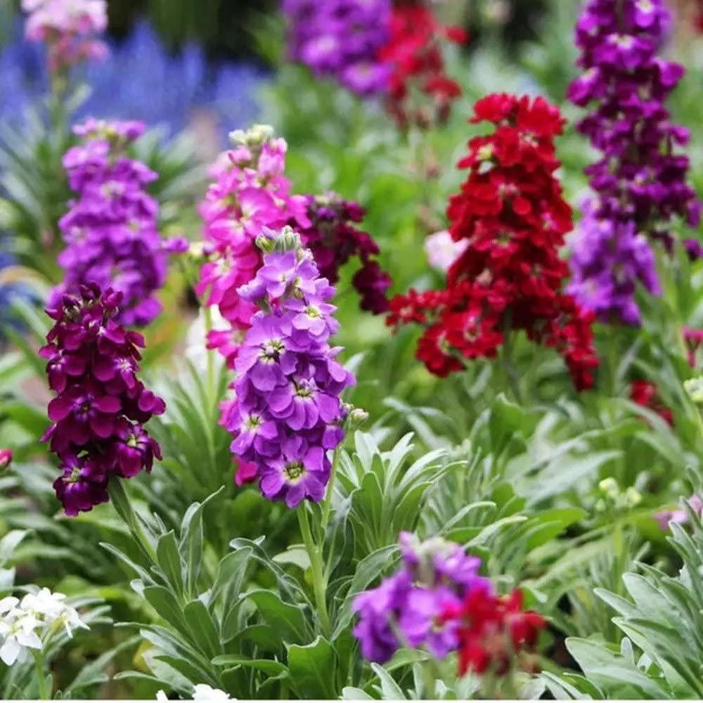 Levkoje Incana mehrfarbige Blumensamen zur Aussaat – leuchtend – Traditionssorte & ohne Gentechnik Samen Hausgarten