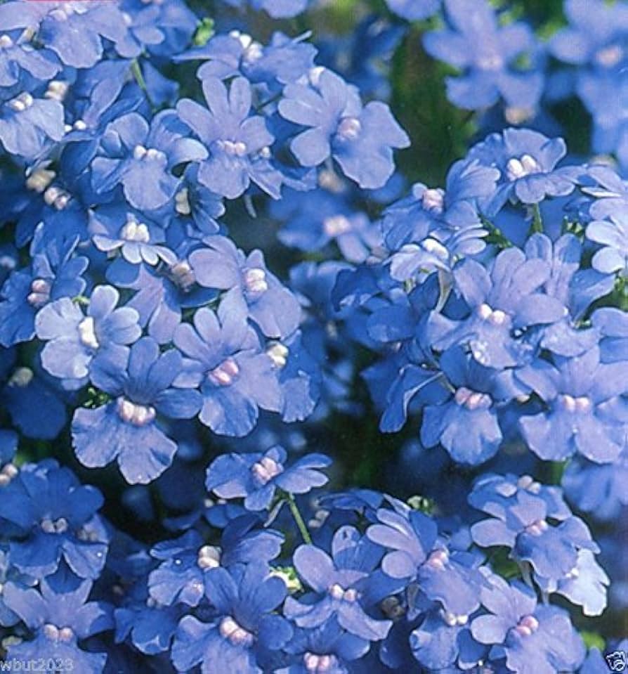 Blau Petromarula Pinnata Blumensamen zur Aussaat – Wildblume Mischung – Traditionssorte & ohne Gentechnik Samen Hausgarten