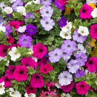 Tricolor Petunie Petunie x hybrida Blumensamen zur Aussaat Blume Beet