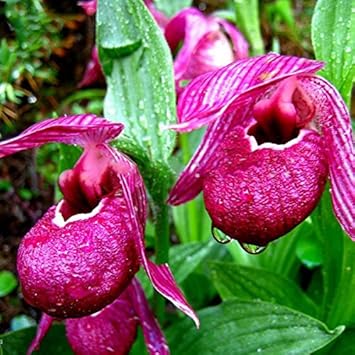 Lila cypripedium macranthos blume samen for anpflanzung wildflower mix heirloom & gmo free samen for home garten
 
 sale samen for home garten anpflanzung
