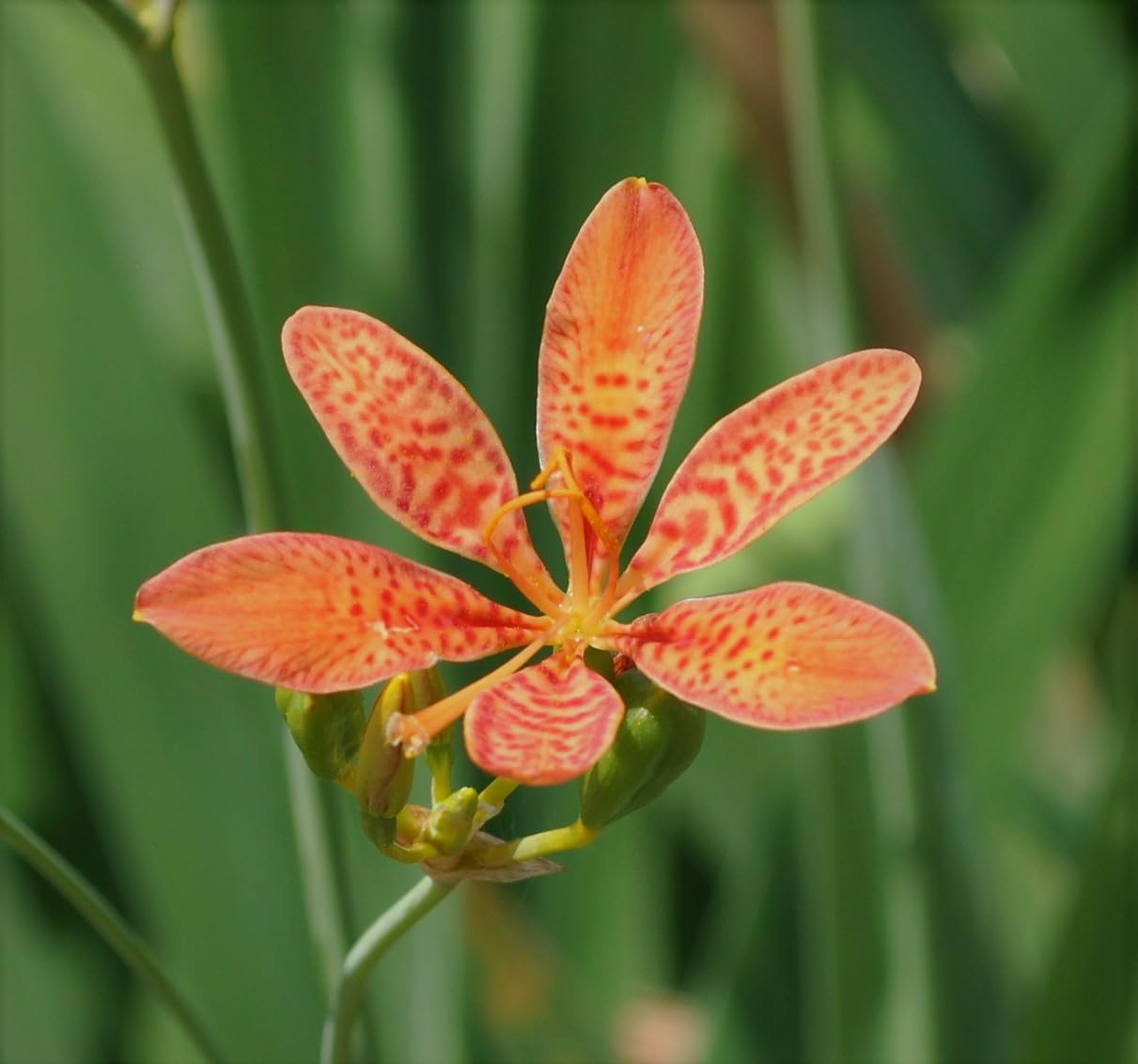 Blackberry Lilly Blumensamen zur Aussaat hochwertige Qualitäts- Traditionssorte & ohne Gentechnik Samen Hausgarten