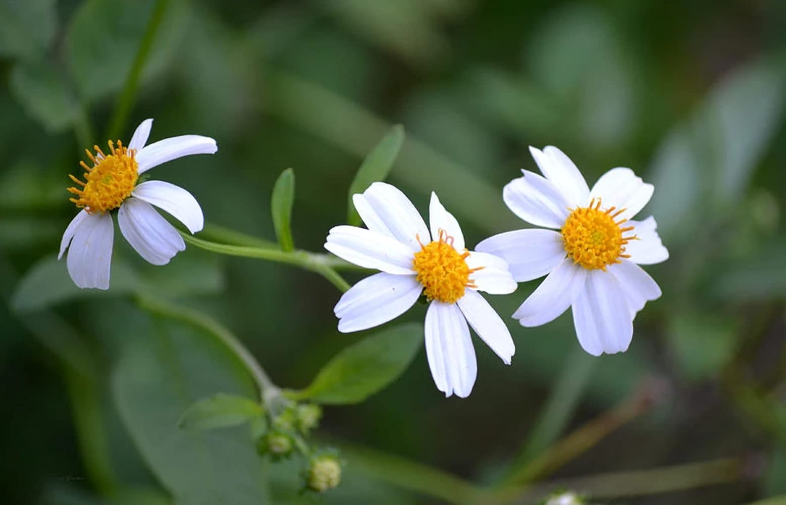 Spanish Needles Blumensamen zur Aussaat Anzucht Traditionssorte & ohne Gentechnik Samen Hausgarten