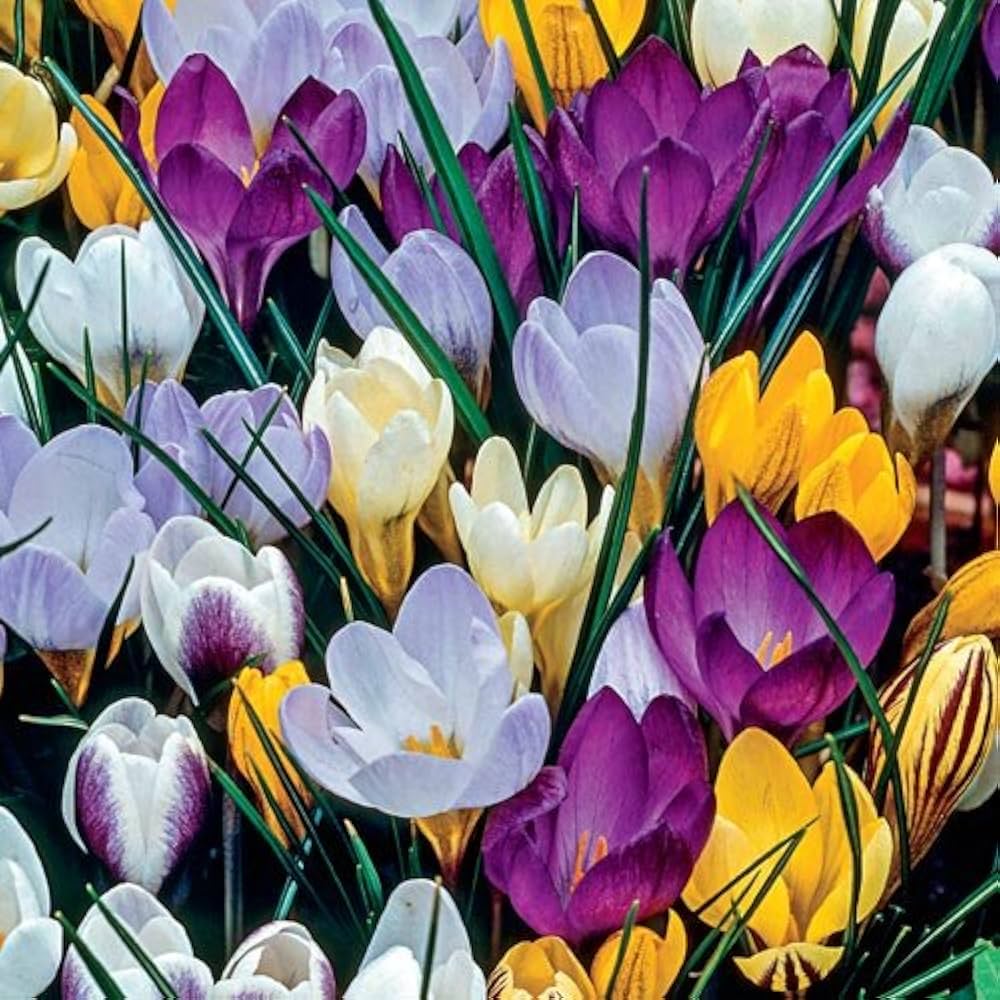 mehrfarbige Crocus Blumensamen zur Aussaat – Halbschatten verträglich – Traditionssorte & ohne Gentechnik Samen Hausgarten