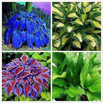 Hosta jardin blume samen for anpflanzung - fragrant blossoms, heirloom & gmo free samen for home garten
 
 sale samen for home garten