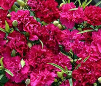 Deep rosa carnation blume samen for anpflanzung - long bloom season, heirloom & gmo free samen for home garten
 
 sale for anpflanzung in home garten
