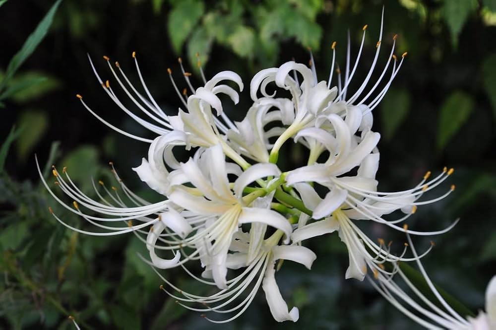 Weiß Lycoris Blumensamen zur Aussaat – Schnitt Blume beliebt – Traditionssorte & ohne Gentechnik Samen Hausgarten