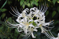 Weiß Lycoris Blumensamen zur Aussaat – Schnitt Blume beliebt – Traditionssorte & ohne Gentechnik Samen Hausgarten