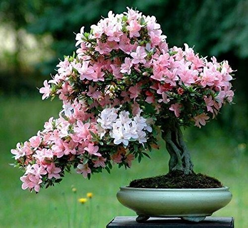 Multi Simsii Bonsai Samen zur Aussaat pflegeleicht Traditionssorte & ohne Gentechnik Samen Hausgarten