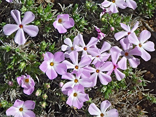 Lavendel Linanthus Blumensamen zur Aussaat – leuchtend – Traditionssorte & ohne Gentechnik Samen Hausgarten