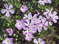 Lavendel Linanthus Blumensamen zur Aussaat – leuchtend – Traditionssorte & ohne Gentechnik Samen Hausgarten