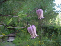 Clematis (clematis reticulata) samen for anpflanzung in home garten