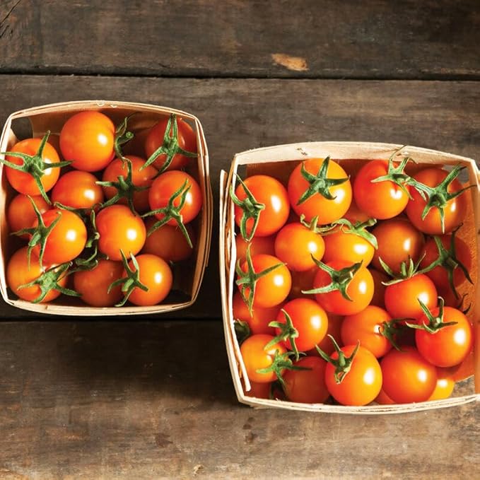 Papadennis süße tomato aussaat samen für rich flavor gemüse samen