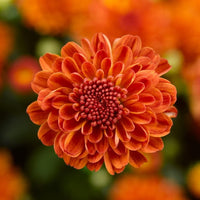 Deep orange chrysanthemum blume samen for anpflanzung - sun loving, heirloom & gmo free samen for home garten
 
 sale for anpflanzung in home garten.