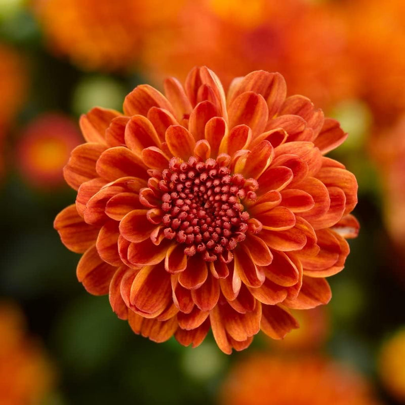 Deep orange chrysanthemum blume samen for anpflanzung - sun loving, heirloom & gmo free samen for home garten
 
 sale for anpflanzung in home garten.