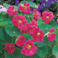 dunkel Rosa Kapuzinerkresse Blumensamen zur Aussaat Garten beliebt Traditionssorte & ohne Gentechnik Samen Hausgarten