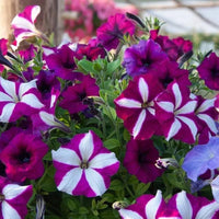 kletternd Petunie Petunie hybrida Samen zur Aussaat trellis Garten floral Schau