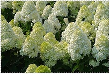 Weiß vanilla fraise blume samen for anpflanzung - cottage garten essential, heirloom & gmo free samen for home garten
 
 sale for anpflanzung in home garten