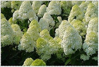 Weiß vanilla fraise blume samen for anpflanzung - cottage garten essential, heirloom & gmo free samen for home garten
 
 sale for anpflanzung in home garten