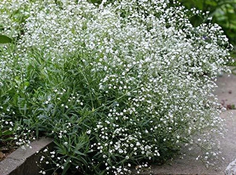Weiß Gypsophila Repens Pflanzensamen leuchtend Garten Schauanlagen