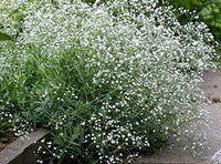 Weiß Gypsophila Repens Pflanzensamen leuchtend Garten Schauanlagen