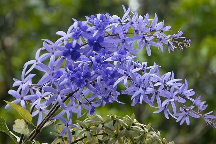 Lila sandpaper vine petrea volubilis blume samen for anpflanzung - cottage garten essential, heirloom & gmo free samen for home garten
 
 sale samen for anpflanzung in home garten