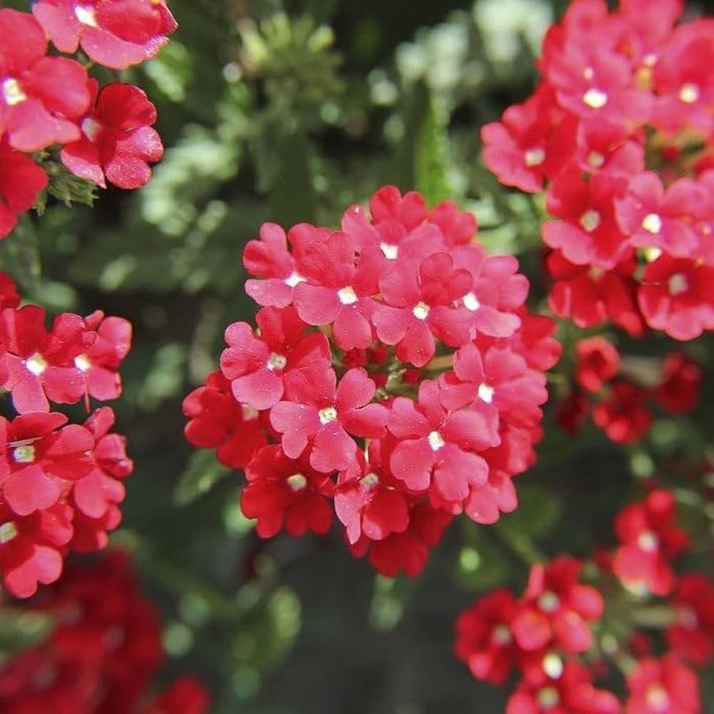 Rot Eisenkraut Hybrida Samen mehrjährig Blume Blüten
