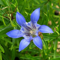 Largeleaf gentian blau samen for stunning blau blumen