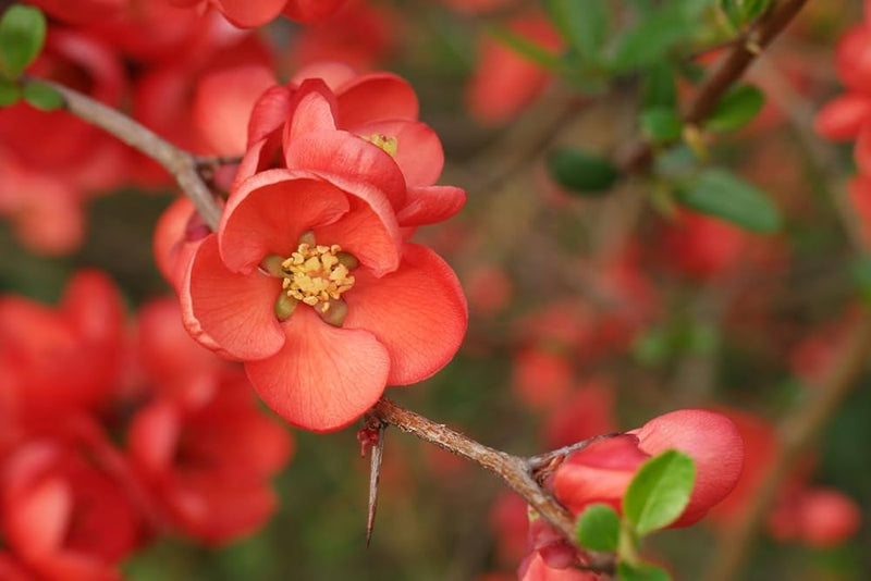 Chaenomeles blume samen for anpflanzung - cottage garten essential, heirloom & gmo free samen for home garten
 
 sale for anpflanzung in home garten.