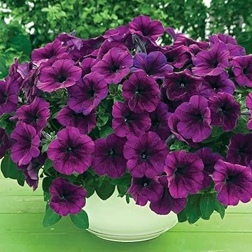 Deep lila petunia blume samen for anpflanzung vibrant colors heirloom & gmo free samen for home garten 
 
 sale for anpflanzung in home garten