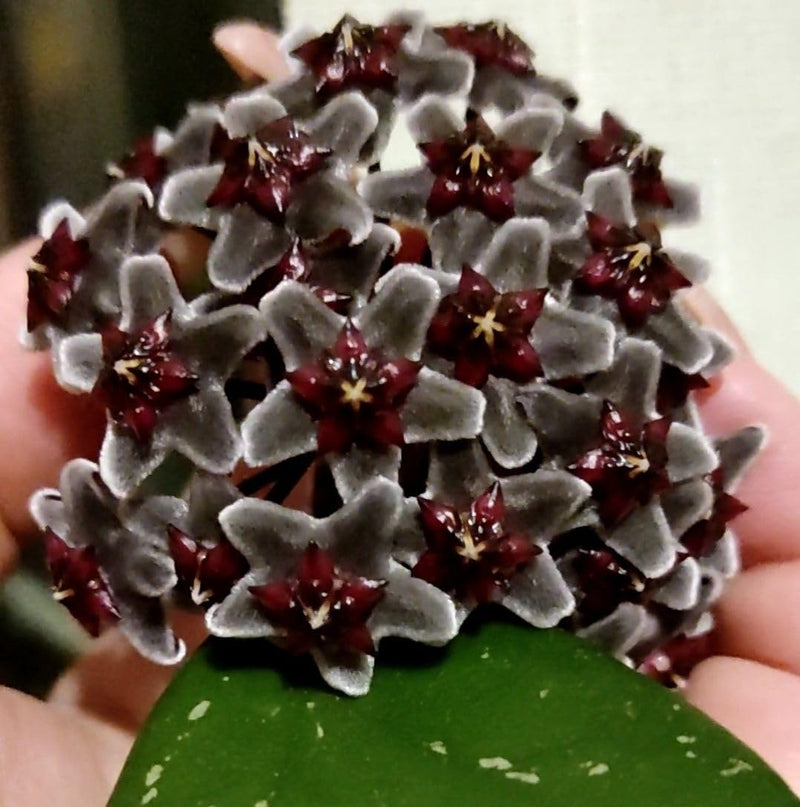 Schwarz Carnosa Blumensamen zur Aussaat saisonal Dauerblüher Traditionssorte & ohne Gentechnik Samen Hausgarten
