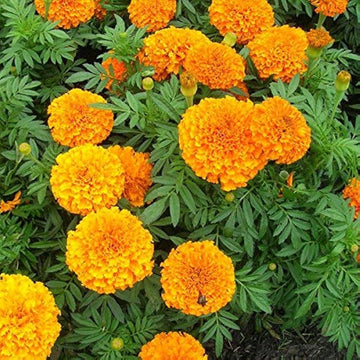 Marigold tagetes erecta samen for anpflanzung in vegetable garten