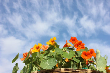 Nasturtium tropaeolum majus blume samen