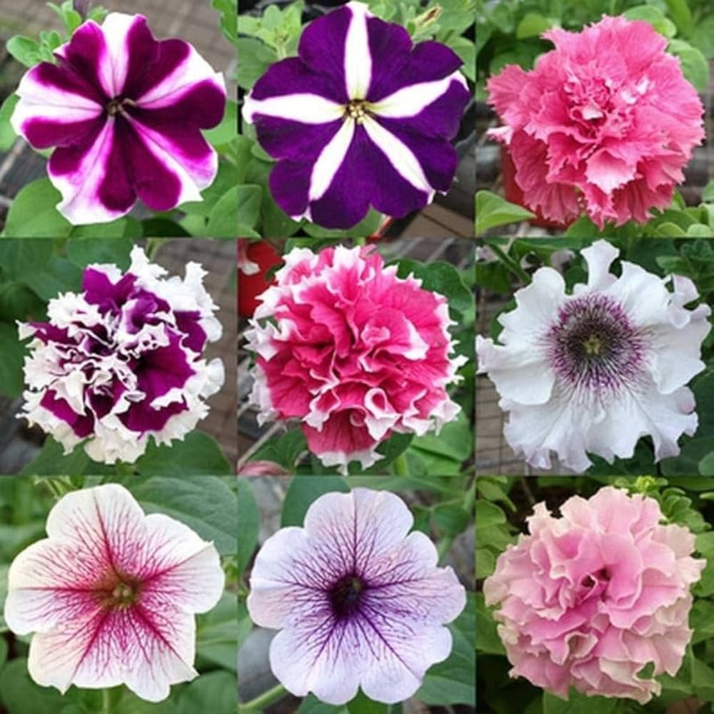 Petunie EZ Rider Frilly Ruffle Mischung Samen zur Aussaat Frilly Petunie Blüten