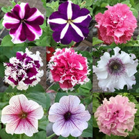 Petunie EZ Rider Frilly Ruffle Mischung Samen zur Aussaat Frilly Petunie Blüten