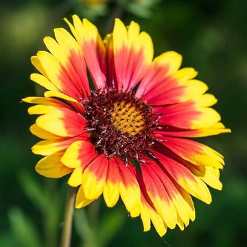 Indian Blanket Blumensamen zur Aussaat verschönert Garten